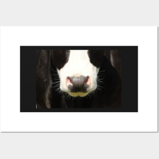 Moo Snout Posters and Art